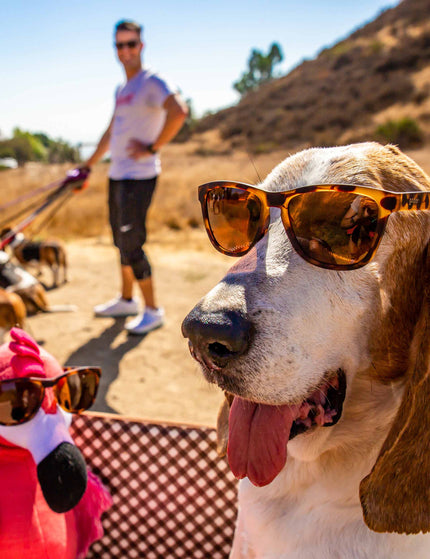 Goodr Bosleyâ€™s Basset Hound Dreams - Blackimage5- The Sports Edit